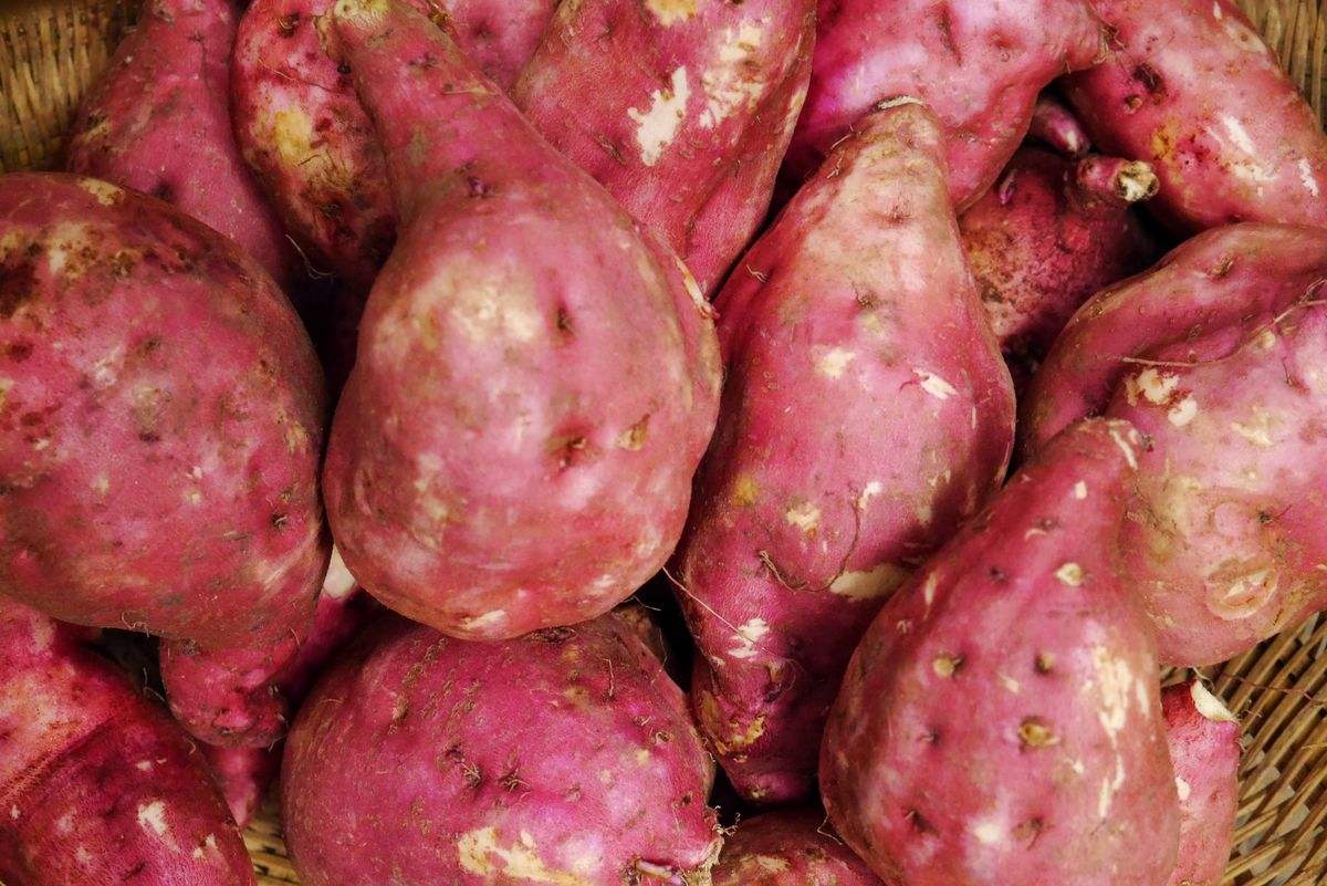 粉條加工設備 粉條加工設備