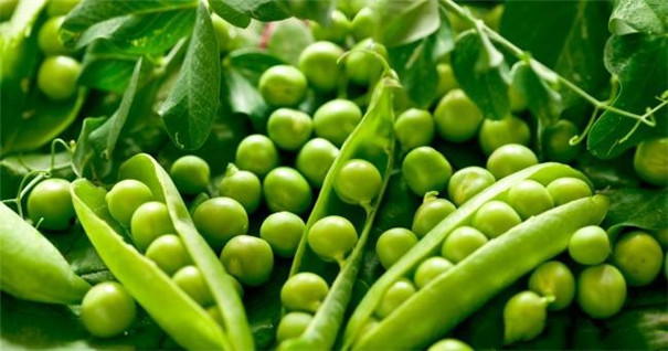 豌豆淀粉加工設(shè)備-原料