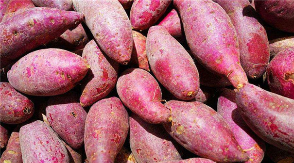 實(shí)用型紅薯淀粉生產(chǎn)線 實(shí)用型紅薯淀粉生產(chǎn)線