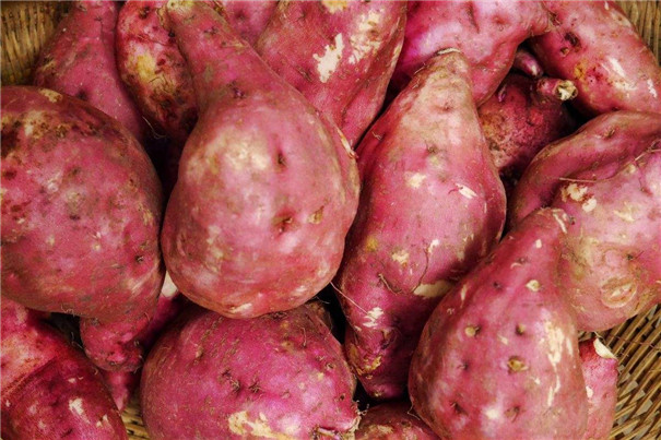 經濟型紅薯淀粉生產線 經濟型紅薯淀粉生產線