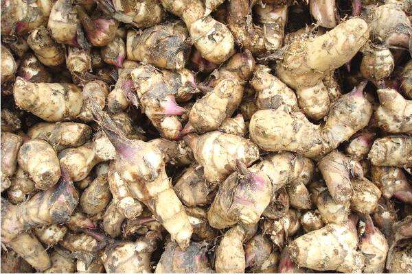 經(jīng)濟(jì)型芭蕉芋淀粉加工設(shè)備 經(jīng)濟(jì)型芭蕉芋淀粉加工設(shè)備