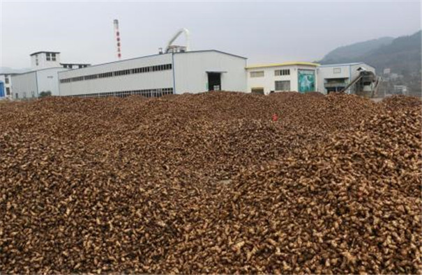 標準型芭蕉芋淀粉生產線 標準型芭蕉芋淀粉生產線