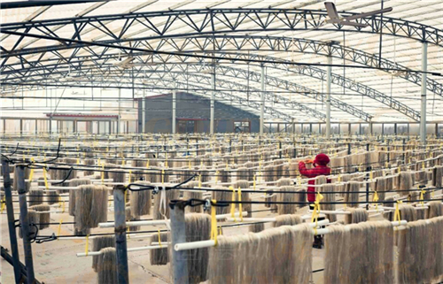 開辦一家紅薯粉絲粉條加工廠我們需要準(zhǔn)備些什么? 開辦一家紅薯粉絲粉條加工廠我們需要準(zhǔn)備些什么?